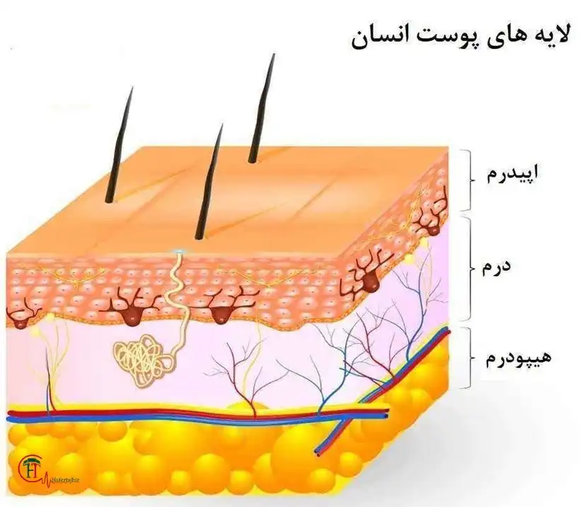 لایه های مختلف پوست